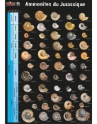 Posters Ammonites du Jurassique
