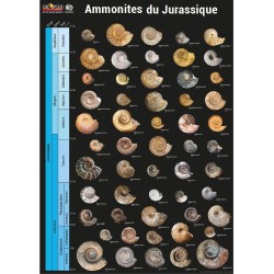 Posters Ammonites du Jurassique (EPUISE)