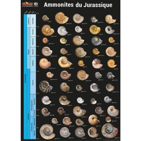 Posters Ammonites du Jurassique