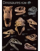 Poster - Squelettes de dinosaures (EPUISE)