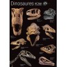 Poster - Squelettes de dinosaures (EPUISE)